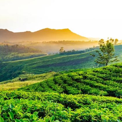 斯里兰卡8日7晚私家团