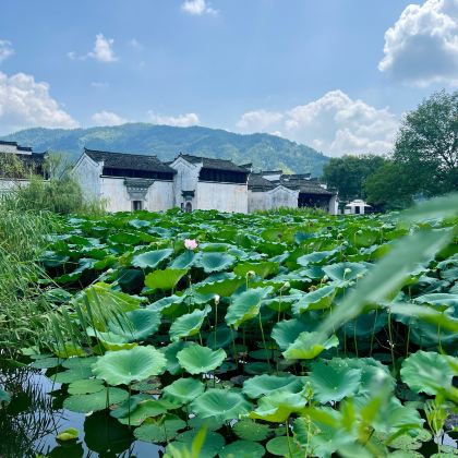 婺源+宏村+西递+呈坎+徽州古城4日3晚私家团