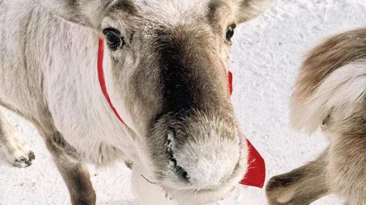 6-day 5-night · Private Tour · China + Jilin + Yanji + West Slope of Changbai Mountain Scenic Area