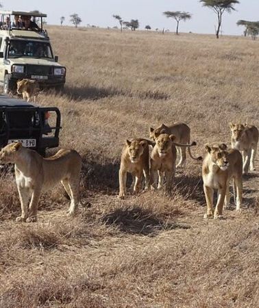 3D2N • 3 Day Maasai Mara Safari in a 4x4 with Foreign Languages