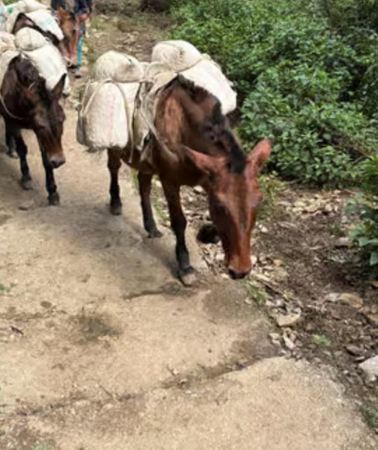 5D4N • From Kathmandu: 5-Day All-Inclusive Mardi Himal Trek