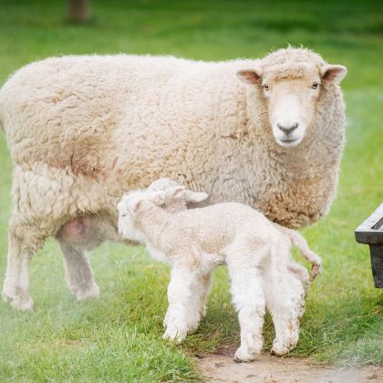 澳大利亚悉尼+新西兰皇后镇+罗托鲁瓦+奥克兰12日10晚拼小团