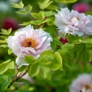 河南郑州+洛阳+开封+老君山景区+万仙山景区+云台山风景名胜区7日6晚私家团