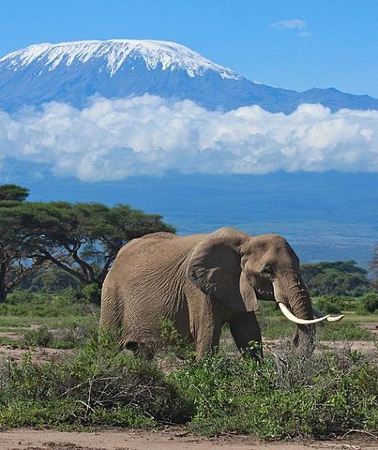 7D6N • 7 Day Maasai Mara, Lake Nakuru, Lake Naivasha and Amboseli Safari