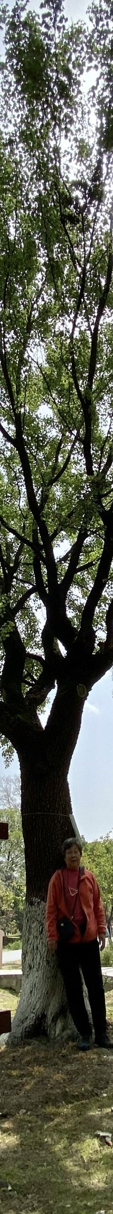 苏州中国花卉植物园-苏州