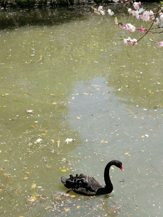 上海南汇桃花村旅行图片 2