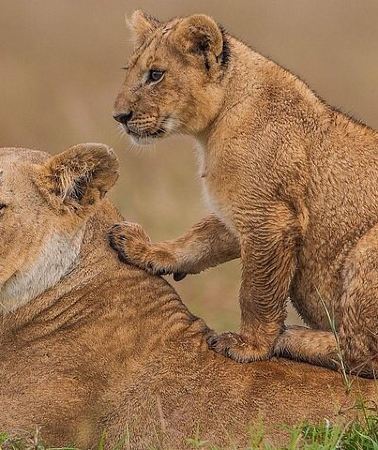3D2N • 3 Days Masai Mara majesty safari from Nairobi