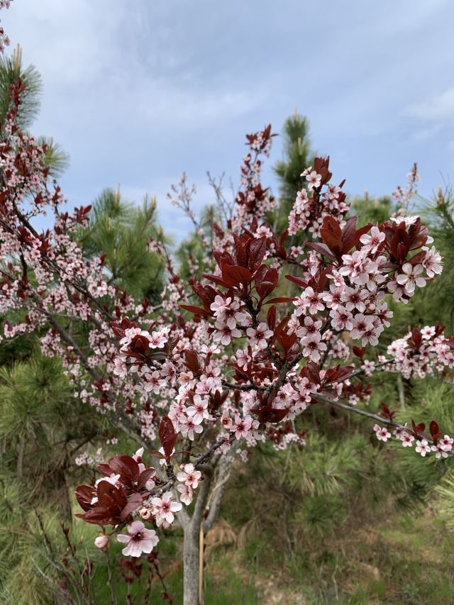 青岛西海岸生态观光园旅行图片 3