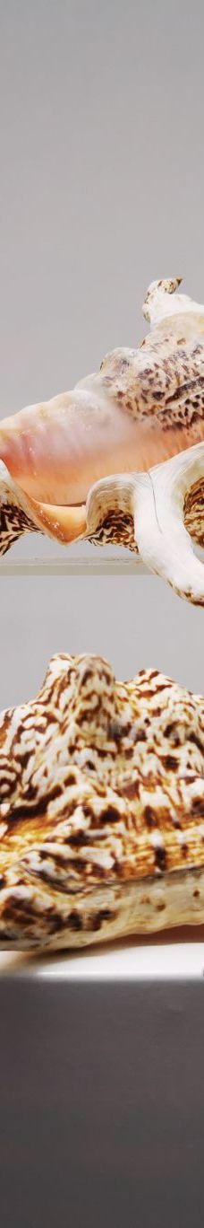 贝壳王国-秦皇岛