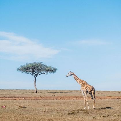 肯尼亚马赛马拉国家公园+肯尼亚山+奈瓦沙7日6晚私家团