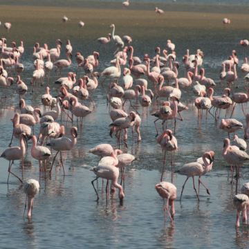 南非太阳城+花园大道+弗朗斯胡克+开普敦+好望角+约翰内斯堡10日8晚自由行