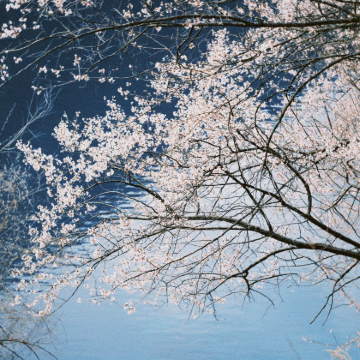 重庆+成都+九寨沟+都江堰7日6晚私家团