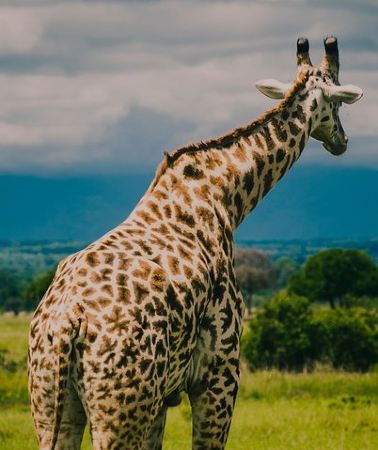 2D1N • 2 Days 1 Night Mikumi National Park from Dar es salaam