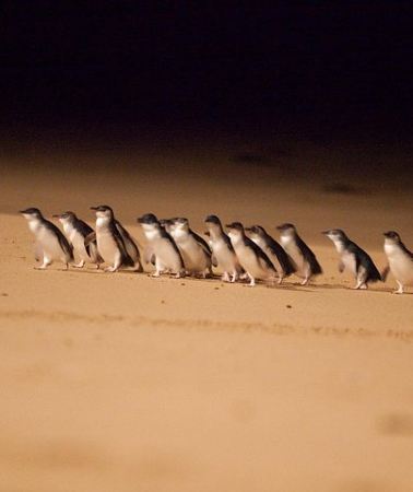 2D1N • Melbourne Combo: Great Ocean Road Day Trip and Phillip Island Day Trip from Melbourne