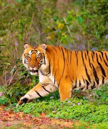 7D6N • 7 Days Private Luxury Golden Triangle Tour With Ranthambore