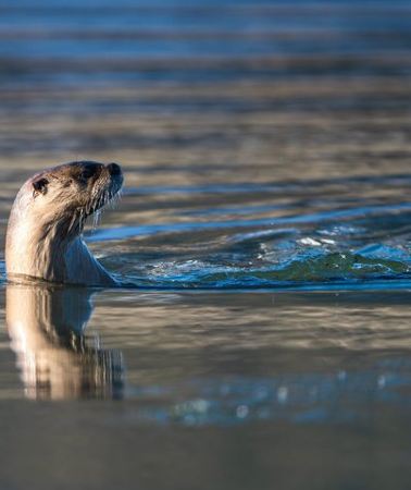 3D2N • 3 Day Guided Wildlife Photography Tour in Yellowstone