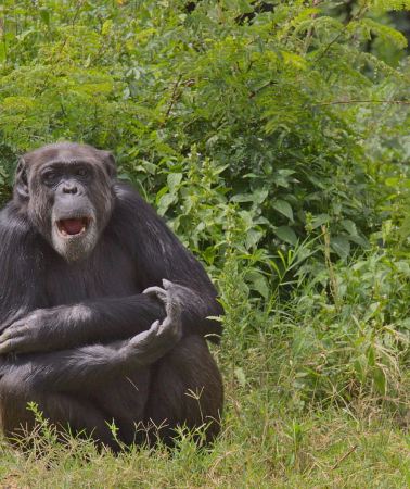 3D2N • 3-Day Ol Pejeta Safari with Chimpanzee Sanctuary