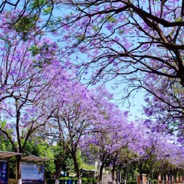 云南昆明+蓝花楹主题公园+元谋+攀枝花+西昌+泸沽湖+丽江7日6晚跟团游