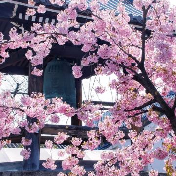 日本北海道札幌+登别+洞爷湖町+函馆+小樽+富良野+美瑛町+旭川+丰平峡水库+白色恋人公园+五棱郭公园+拼布之路+登别地狱谷+小樽天狗山11日10晚私家团