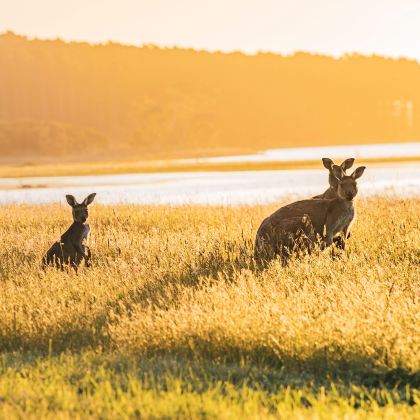 澳大利亚8日跟团游