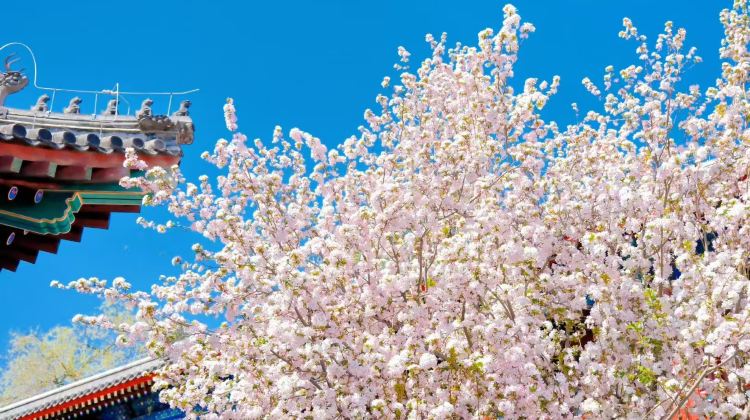 6D5N · Group Tours · Beijing + The Palace Museum + Mutianyu Great Wall + Prince Kung's Palace Museum + Summer Palace + Temple of Heaven