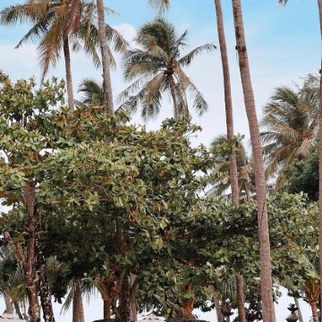 普吉岛+斯米兰群岛4日3晚私家团