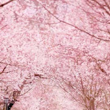 南疆+喀什地区+塔什库尔干+莎车6日5晚自由行