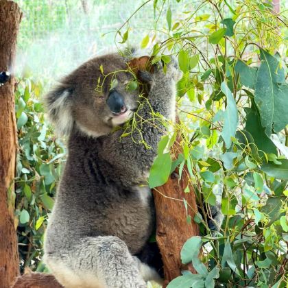 丹顿农山脉国家公园+普芬比利蒸汽火车+希尔斯维尔野生动物保护区+菲利普岛野生动物园+大洋路+格兰坪国家公园15日14晚拼小团