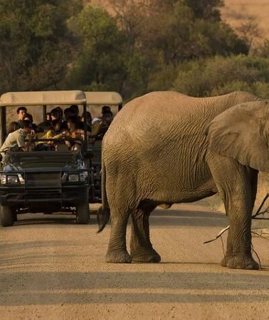 3D2N • 3 Day Tlou Tented Safari In Pilanesberg National Park