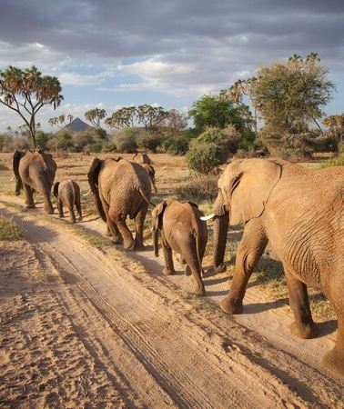 2D1N • (2 Days, 1 Night) Day & Night Game Drive Tsavo East National Park