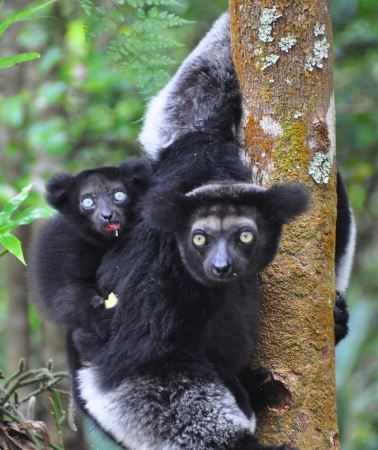2D1N • 2-DAY TOUR TO ANDASIBE NATIONAL PARK