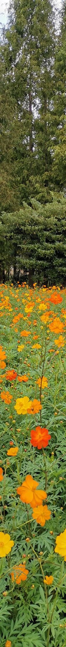 宁波植物园-宁波