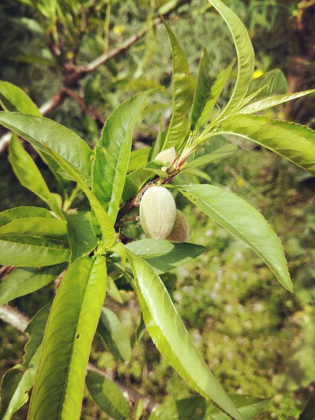 上海南汇桃花村旅行图片 1