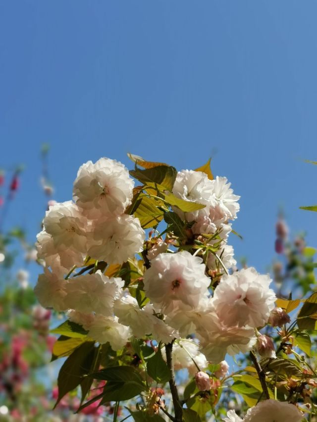 上海南汇桃花村旅行图片 4