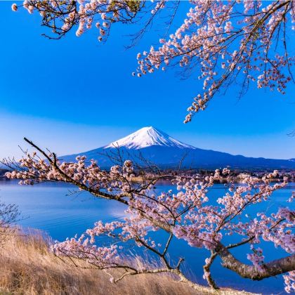 日本大阪+京都+名古屋+甲州市+富士山+东京+清水寺+妻笼宿+大池公园+浅草寺+新宿御苑6日5晚私家团