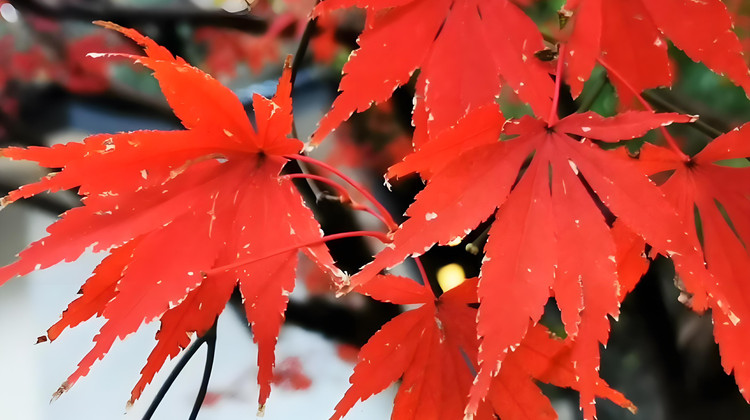 衡阳哪家旅行社最好？国悦旅游带你深度体验湘南风情