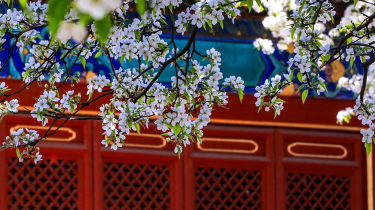 北京5日4晚拼小团·暑期预售·限时早订保故宫·远离低价隐形消费团· 封顶9人休闲游【覆盖精华景区 北京“土著”讲解 享50元高餐标特色餐·二环4.6分及以上4钻酒店 ·含自助早餐 赠：博物馆】24H接送机+一对一专属客服管家