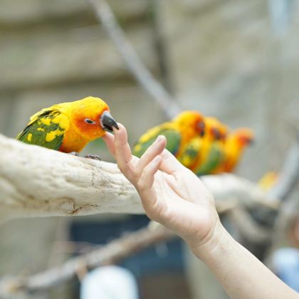 山东日照+海合安青岛极地海洋公园+青岛啤酒博物馆4日3晚跟团游