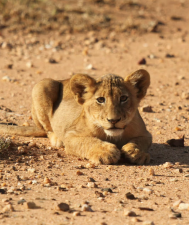 4D3N • Kruger National Park + Blyde River Canyon