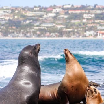 美国洛杉矶+旧金山+好莱坞星光大道+中途岛号博物馆+加州1号公路+美洲杉国家公园+优胜美地国家公园+金门大桥10日9晚拼小团