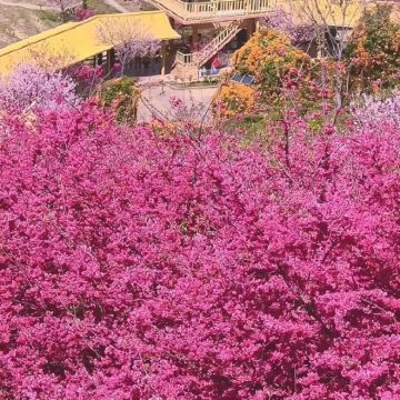 梅州+阴那山樱花园2日1晚私家团