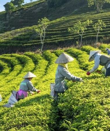3D2N • Private Da Lat 3 Days 2 Nights From Saigon