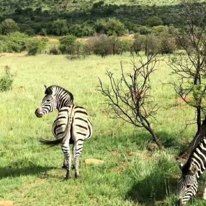 南非+约翰内斯堡+太阳城+开普敦9日7晚私家团