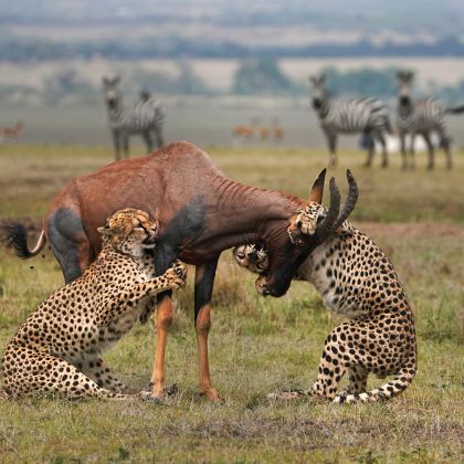 肯尼亚马赛马拉国家保护区+纳库鲁+地狱之门国家公园+奈瓦沙湖+安博塞利7日6晚私家团