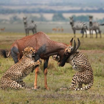 肯尼亚马赛马拉国家保护区+纳库鲁+地狱之门国家公园+奈瓦沙湖+安博塞利8日6晚私家团