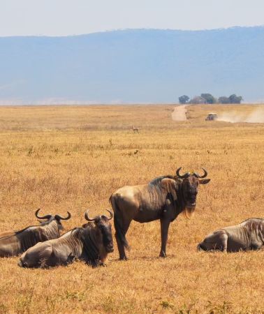 9D8N • Serengeti + Zanzibar Island + Ngorongoro + Tarangire National Park + Lake Manyara National Park