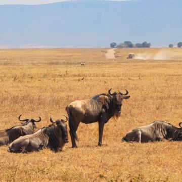坦桑尼亚塞伦盖蒂+桑给巴尔岛+恩戈罗恩戈罗+塔兰吉雷国家公园+曼雅拉湖国家公园四大国家公园9日8晚跟团游