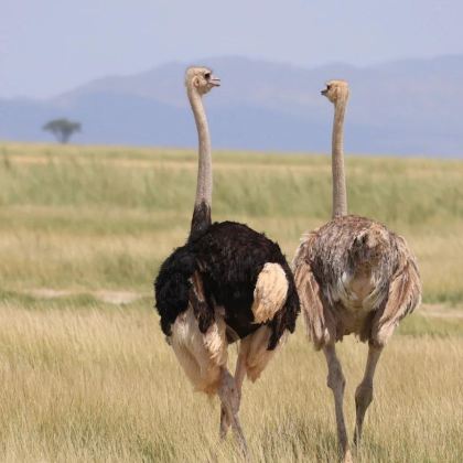 肯尼亚10日8晚拼小团