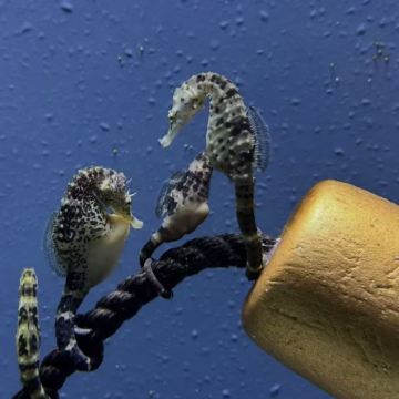 意大利8日7晚私家团