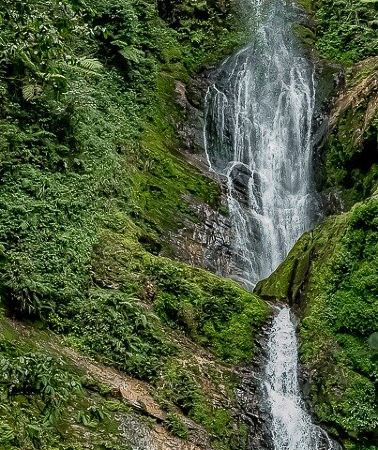 2D1N • 2 Days Nyungwe National Park Tours -Chimps-Canopy-Waterfall